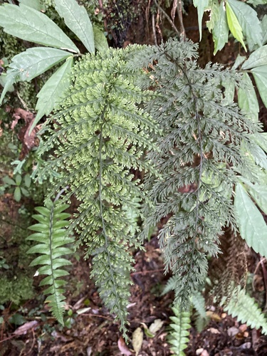 Callistopteris apiifolia iNat (2)