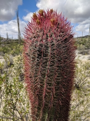 Ferocactus gracilis