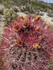 Ferocactus gracilis