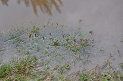 Lithobates sphenocephalus