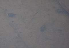Lithobates sphenocephalus