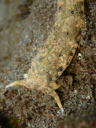 Ringed Sap-sucking Slug