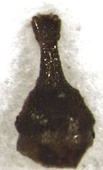 Rhinorhynchus