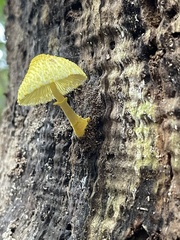 Leucocoprinus birnbaumii (Leucocoprinus birnbaumii)