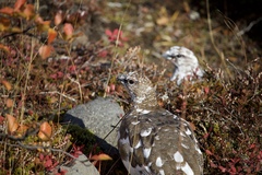 Lagopus muta islandorum