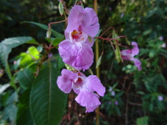 Impatiens glandulifera