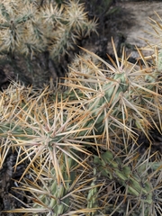 Cylindropuntia molesta molesta