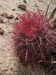 Ferocactus gracilis