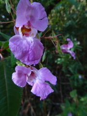 Impatiens glandulifera