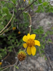 Bahiopsis triangularis