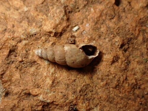Paropeas achatinaceum observed 2023-04-03