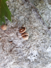 Callirhytis quercusoperator