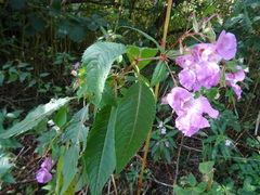 Impatiens glandulifera