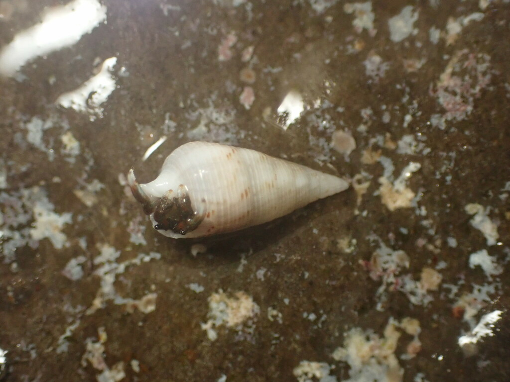 Cerithium nesioticum