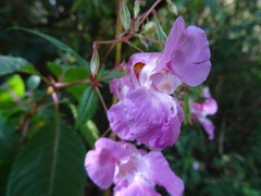 Impatiens glandulifera