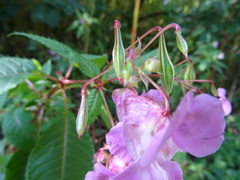 Impatiens glandulifera