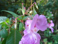 Impatiens glandulifera