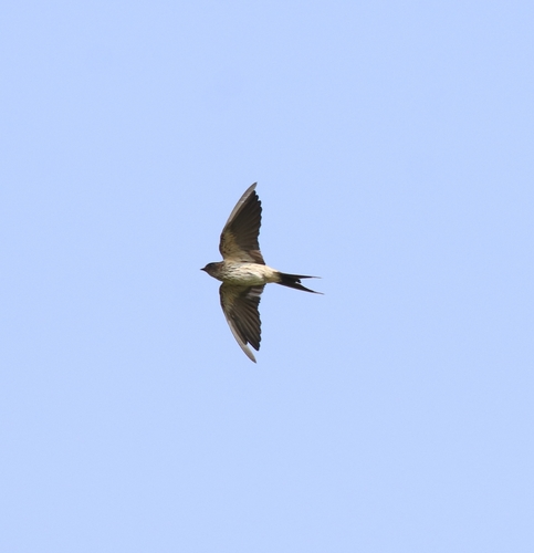 Golondrina dáurica (Cecropis daurica)
