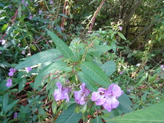 Impatiens glandulifera
