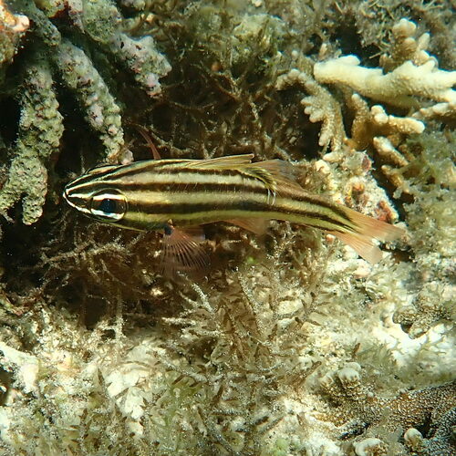 Nine-banded cardinalfish (Ostorhinchus novemfasciatus) — Apogonidae — 5