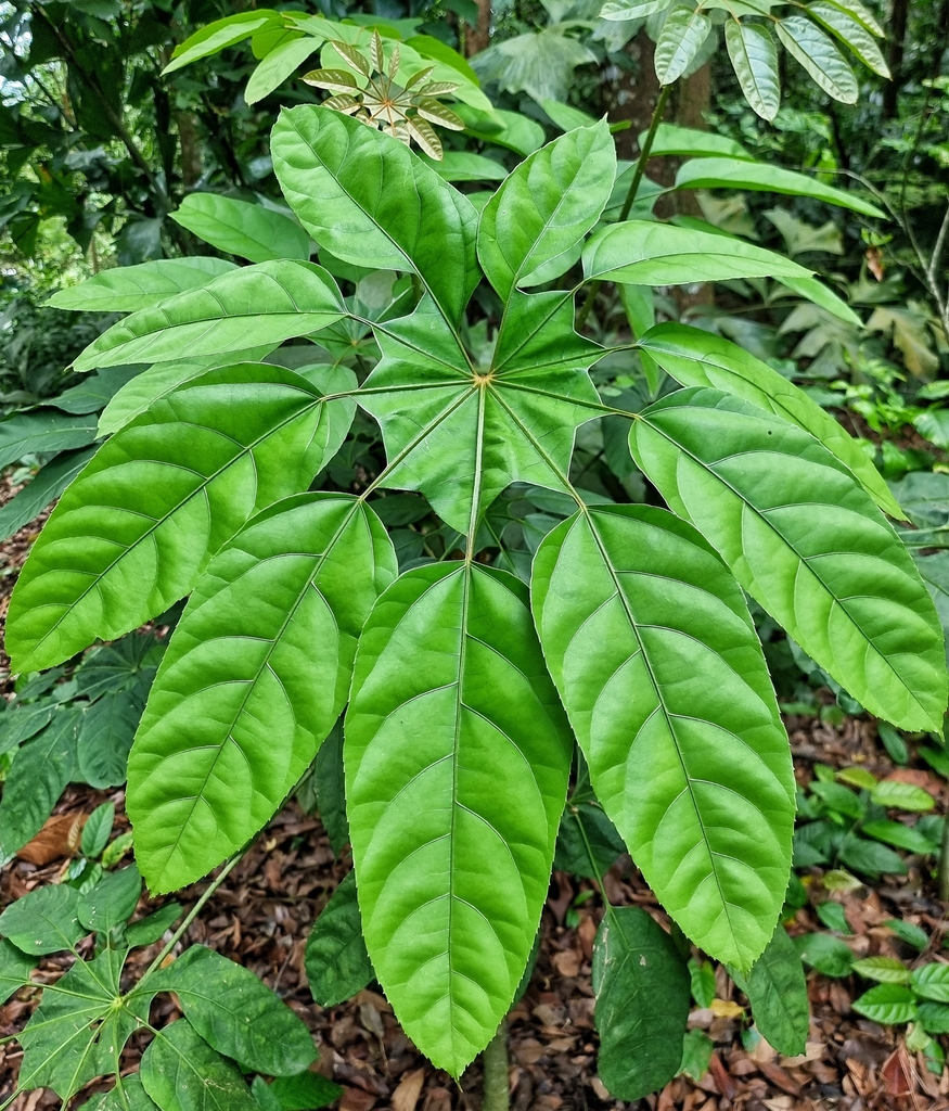 Trevesia burckii from Tanglin, Singapore on April 4, 2023 at 12:37 PM ...