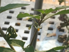 Solanum nigrum
