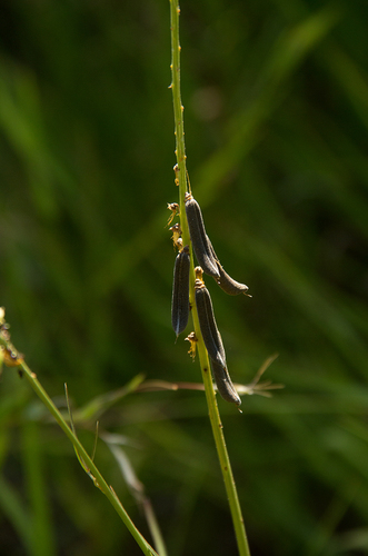 Crotalaria lanceolata subsp. lanceolata image