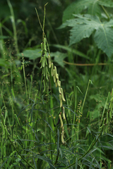 Crotalaria lanceolata subsp. lanceolata image