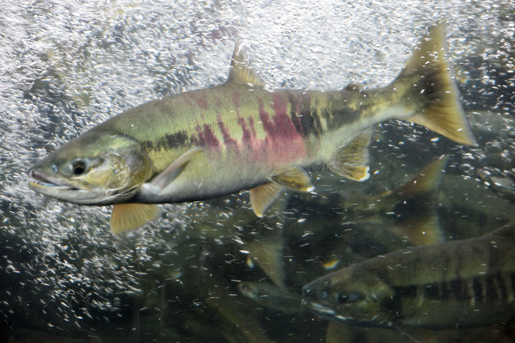 Chum Salmon