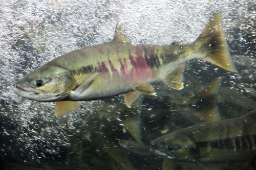 Chum Salmon