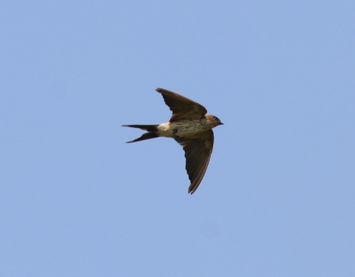 Golondrina dáurica (Cecropis daurica)