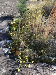 Helianthus porteri