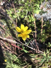 Helianthus porteri