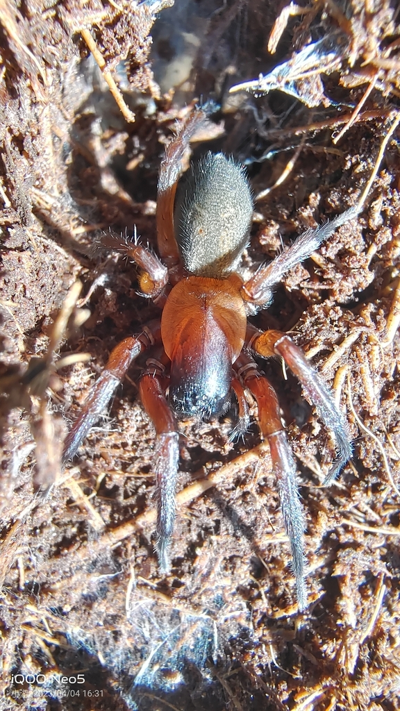 Sinocoelotes