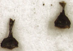 Rhinorhynchus