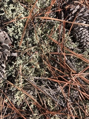 Cladonia leporina