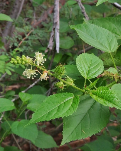 Croton adenocalyx