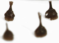 Rhinorhynchus