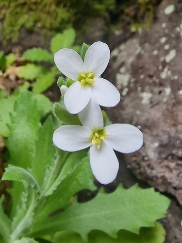 Arabis alpina image