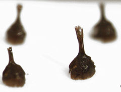 Rhinorhynchus