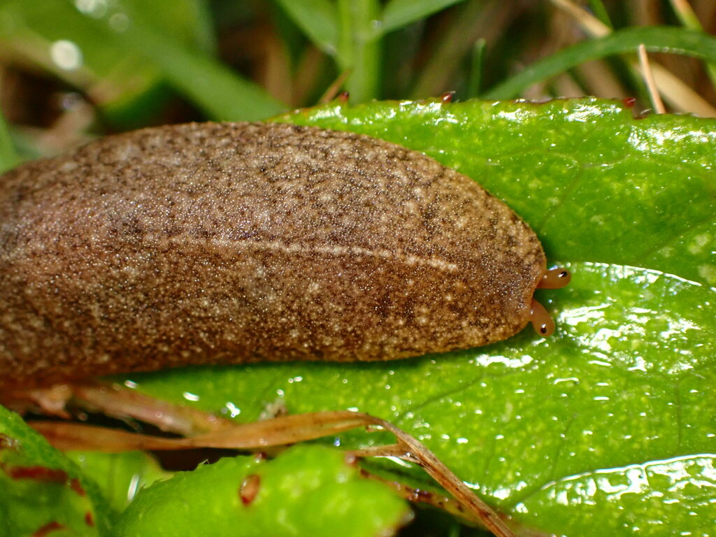 Two striped slug