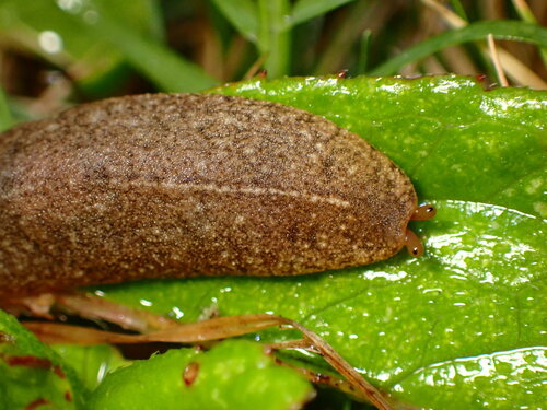 Cuban Leaf Slug