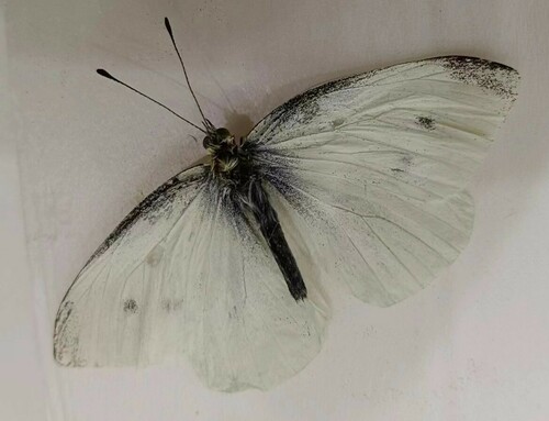 Small White