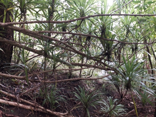 Image of Cordyline obtecta by (c) naturewatchwidow, some rights reserved (CC BY)