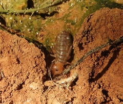 Ammotrechidae