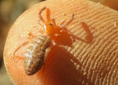 Ammotrechidae