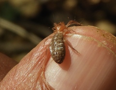 Ammotrechidae