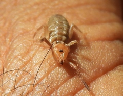 Ammotrechidae