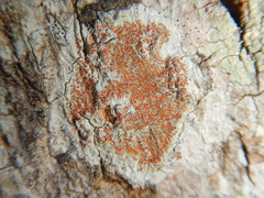 Haematomma persoonii