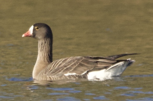 Ánsar chico (Anser erythropus)